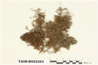 藏品(羽苔屬)的圖片